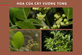Tinh dầu vương tùng ảnh 5