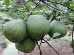 Bưởi Tân Triều