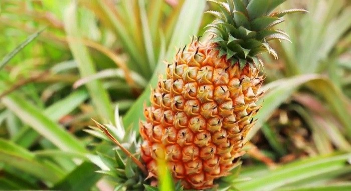 Khóm Cầu Đúc Hậu Giang